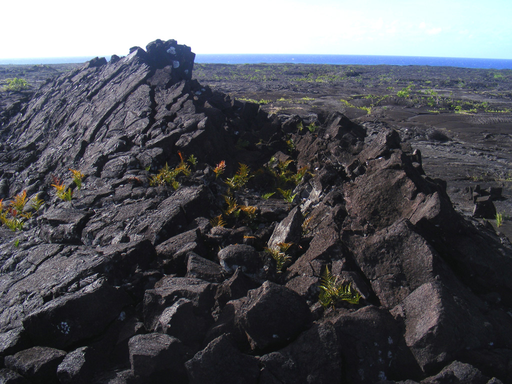 A major eruption of Savai'i took place from 4 August to November 1905. Voluminous lava flows from the Matavanu vent on the N flank flowed 12 km to sea, destroying several villages and many fields. This image shows a pressure ridge on the lava flow, with the N coast in the background. Photo by Karoly Nemeth (Massey University).