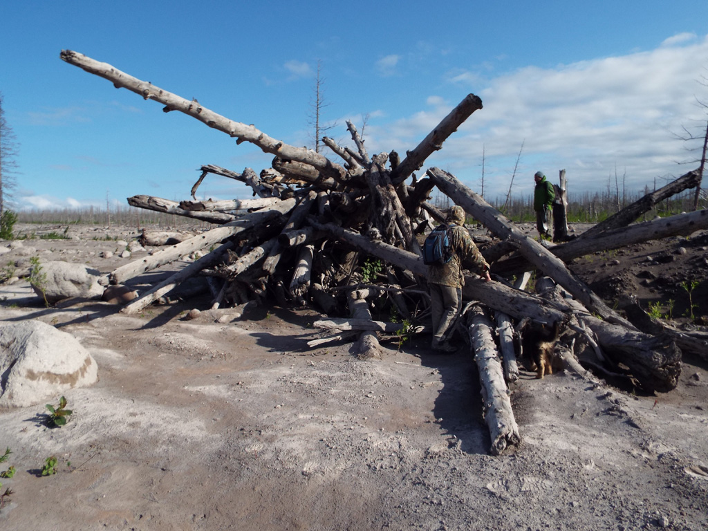 The trees in this dam were entrained by the 27-28 February 2005 block-and-ash flow and emplaced over 13 km from the dome, near the end of the deposit. The flow destroyed around 10 km2 of forest and emplaced material reaching over 20 m thick in places.  Photo by Janine Krippner, 2015.