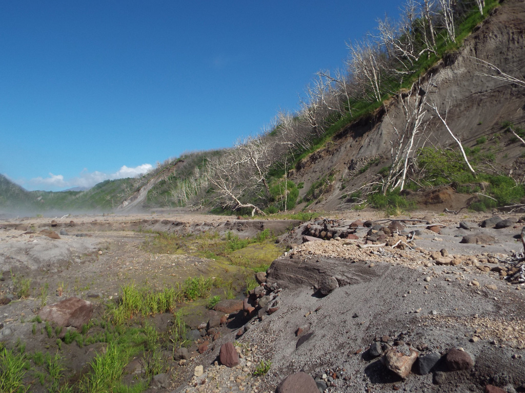 The trees along the Baidarnaya river channel walls in this 2015 view towards the W were killed by the October 2010 block-and-ash flow, around 14 km from the lava dome where the flow originated. By the time this photo was taken, extensive erosion had occurred through the deposit across the channel floor. Photo by Janine Krippner, 2015.